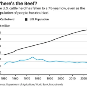 cattlesupply 